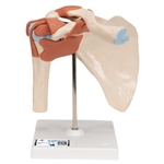 3B Scientific Deluxe Functional Human Shoulder Joint, Physiological Movable Smart Anatomy