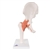 3B Scientific Functional Human Hip Joint Model with Ligaments & Marked Cartilage Smart Anatomy