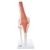 3B Scientific Functional Human Knee Joint Model with Ligaments Smart Anatomy