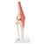 3B Scientific Functional Human Knee Joint Model with Ligaments & Marked Cartilage Smart Anatomy