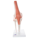 3B Scientific Functional Human Knee Joint Model with Ligaments Smart Anatomy