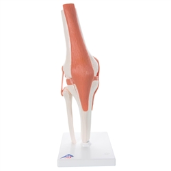 3B Scientific Functional Human Knee Joint Model with Ligaments Smart Anatomy