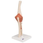 3B Scientific Functional Human Elbow Joint Model with Ligaments & Marked Cartilage Smart Anatomy