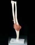 Functional Elbow Joint Model (Right)