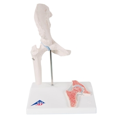 3B Scientific Mini Human Hip Joint Model with Cross Section Smart Anatomy