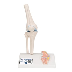 3B Scientific Mini Human Knee Joint Model with Cross Section Smart Anatomy