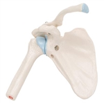 3B Scientific Mini Human Shoulder Joint Model with Coss Section Smart Anatomy