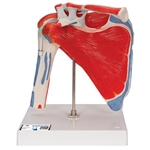 3B Scientific Human Shoulder Joint Model with Rotator Cuff & 4 Removable Muscles, 5 Part Smart Anatomy