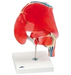 3B Scientific Human Hip Joint Model with Removable Muscles, 7 Part Smart Anatomy