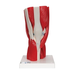 3B Scientific Human Knee Joint Model with Removable Muscles, 12 Part Smart Anatomy