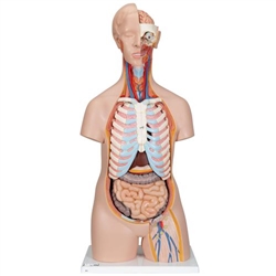 3B Scientific Classic Unisex Human Torso Model, 16 Part Smart Anatomy