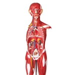 Erler Zimmer Muscular Figure, 85 Cm (30 Parts)