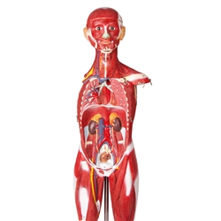 Erler Zimmer Muscular Figure, 85 Cm (30 Parts)
