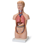 3B Scientific Mini Human Torso Model, 12 Part Smart Anatomy
