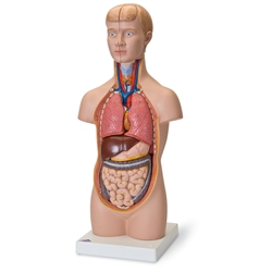 3B Scientific Mini Human Torso Model, 12 Part Smart Anatomy