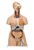 3B Scientific Deluxe Dual Sex Human Torso Model, 24 Part Smart Anatomy