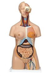 3B Scientific Deluxe Dual Sex Human Torso Model, 24 Part Smart Anatomy