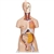 3B Scientific Deluxe Dual Sex Human Torso Model, 20 Part Smart Anatomy