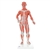 3B Scientific 1/3 Life-Size Human Muscle Figure, 2 Part Smart Anatomy