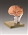 Brain Demonstration Model