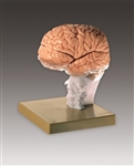 Brain Demonstration Model