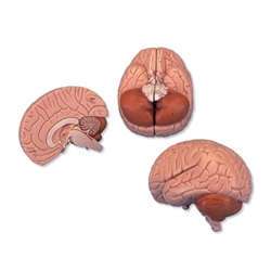 Brain Model (2 Part)