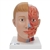 3B Scientific Human Head Model with Neck, 4 Part Smart Anatomy