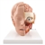 3B Scientific Human Head Model, 6 Part Smart Anatomy