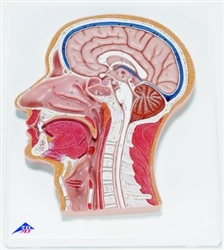 Median Section of the Head