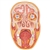 3B Scientific Median and Frontal Section of Human Head