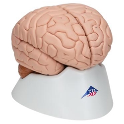 3B Scientific Human Brain Model, 8 Part Smart Anatomy