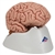 3B Scientific Classic Human Brain Model, 5 Part Smart Anatomy