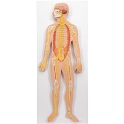 3B Scientific Human Nervous System Model, 1/2 Life-Size Smart Anatomy