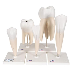 3B Scientific Human Tooth Models Set Classic Series, 5 Models Smart Anatomy