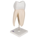 3B Scientific Upper Triple-Root Molar Human Tooth Model, 3 Part Smart Anatomy