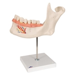 3B Scientific Half Lower Human Jaw Model, 3 Times Full-Size, 6 Part Smart Anatomy