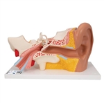 3B Scientific Human Ear Model, 3 Times Life-Size, 4 Part Smart Anatomy