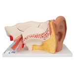 3B Scientific Human Ear Model, 3 Times Life-Size, 6 Part Smart Anatomy