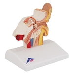 3B Scientific Human Ear Model for Desktop, 1.5 Times Life-Size Smart Anatomy