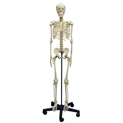 ERLER ZIMMER Adolescent Skeleton