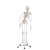 Erler Zimmer Skeleton "PETER" with Movable Spine and Muscle Markings