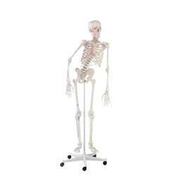 Erler Zimmer Skeleton "PETER" with Movable Spine and Muscle Markings