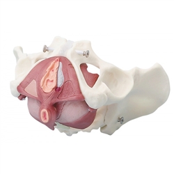 Erler Zimmer Female Pelvis with Pelvic Floor Musculature