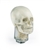 ERLER ZIMMER X-ray Phantom Head With Cervical Vertebrae (Transparent)