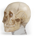 ERLER ZIMMER X-ray Phantom Head (Transparent)