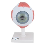 3B Scientific Human Eye Model, 5 Times Full-Size, 6 Part Smart Anatomy