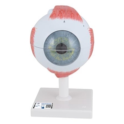 3B Scientific Human Eye Model, 5 Times Full-Size, 6 Part Smart Anatomy