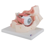 3B Scientific Human Eye Model, 3 Times Full-Size, 7 Part Smart Anatomy