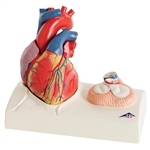 3B Scientific Life-Size Human Heart Model, 5 Parts with Representation of Systole Smart Anatomy