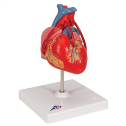 3B Scientific Classic Human Heart Model with Bypass, 2 Part Smart Anatomy